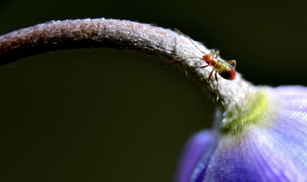 Identificazione formica